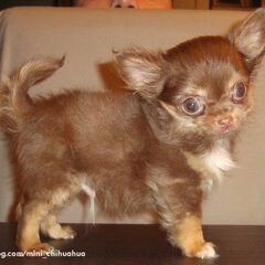 Ons simba 3 maandjes oud