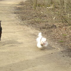 Montie en Lucky rennend in het Bos ! 18 mrt. 2010 Lucky is…