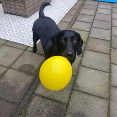 Dachsador: labrador-teckel