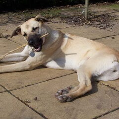 Milly: onze opvanghond