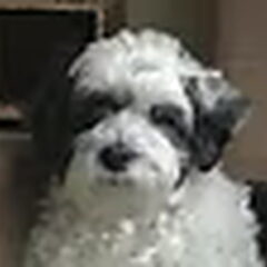 Boomer geboren 18 januari 1997