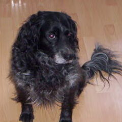 dit is brenda,ze is 10 jaar oud en ze is een lieve friese…