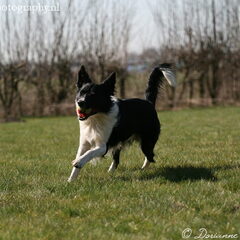 onze mooie Django