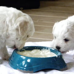 De pups Savio en Sandor aan de puppenpap! Ze vinden het…