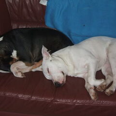 Xena en Angel samen slapend op de bank na een vermoeiend…