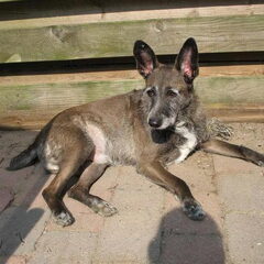 Dit is onze Lobo, hij werd in 2005 gered uit het…