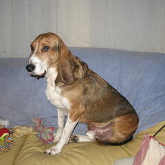 Dit is onze Lucky. Hij werd in 2005 gevonden door de…