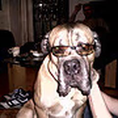 Mijn hond heet Droef. Het is een cana corso van net 5 jaar…