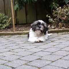 luca 3 maanden