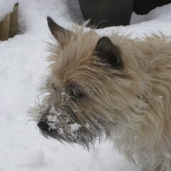 Robbie vind het heerlijk om in de sneeuw te spelen!