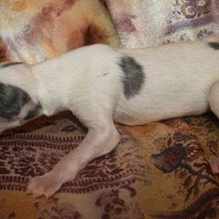 Exor als pup