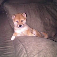 Hachiko 8 weken