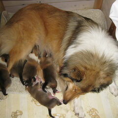 Anouk met haar puppies, ze groeien als kool en hun…