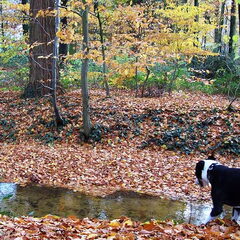 Spike heeft net een lekkere wandeling met mij gemaakt in…