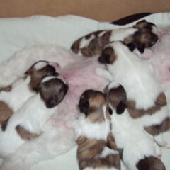 puppies maart 2010