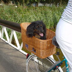 Kees vind fietsen helemaal leuk! Alleen.....1 nadeel: hij…