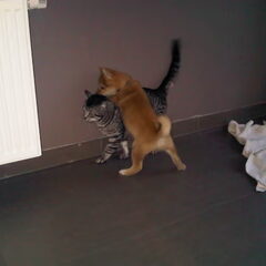 de kat aan het plagen :)