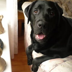 Dit is Sita een labrador van 11maanden .Zij hangt graag…