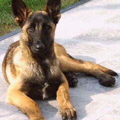 Hier is falco 13 weken
