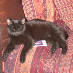 Dit is loesje, onze kat