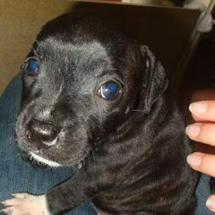 Nala 5 wkn oud