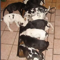 Dit is het volledige nest van Bruno. 13 stuks..