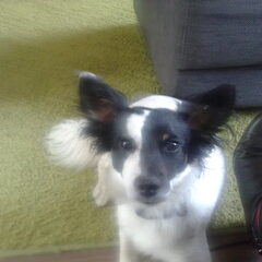 Iemand een idee wat voor ras dit is?