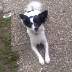 snoopy