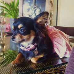 phoebe