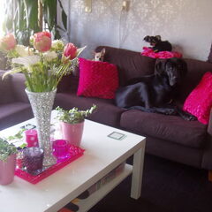 hondjes samen op de bank