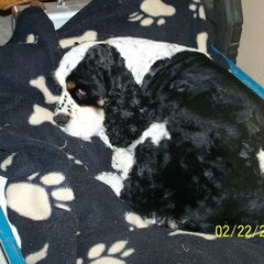 dit is laddy een amerikaanse cocker spaniel ze is heel lief…