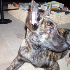Keya wordt steeds mooier, ze wordt iets lichter en dr vacht…