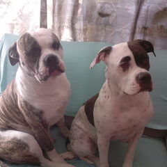Dit is King en Kira en op 20-3-09 hebben ze 11 pups…
