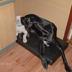 Bailey is erg lief voor Bruno