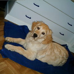 in haar pupperteit