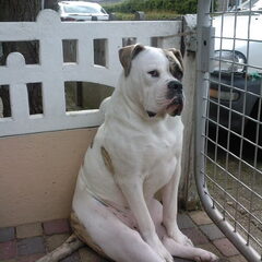 ons Boy