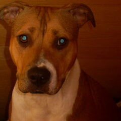 ons staffie missy