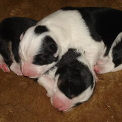 Onze puppies