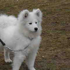 @ De puppy cursus