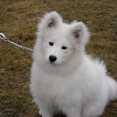 Lieff hehh?