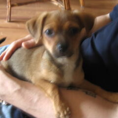 Dit is Macho onze chihuaha pup :) sinds 1 april bij ons en…