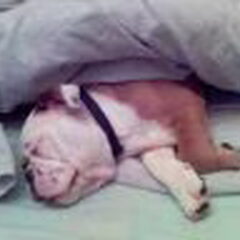 heerlijk baasjes bed!!!!