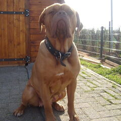onze lizzl 5,5 week zwanger!!