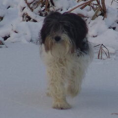 de stammoeder van de kennel: Kira