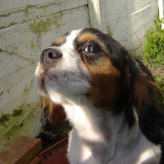 in de tuin ons Imeke