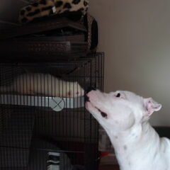 Sosa & Gipsy