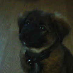 Thinka 13 wk
