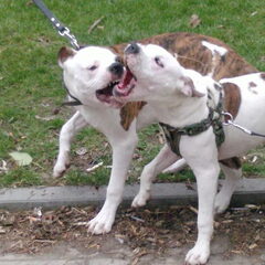 Gino met broer Tyson, 25 weken