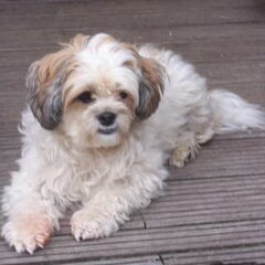 Dit is onze Ricky,(5 jaar oud)vreselijk lief maar ook net…