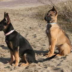 dit zijn twee van mijn pups op het strand,ze vinden het…